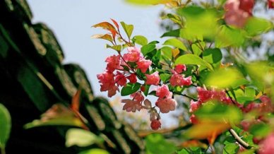 小学语文阅读教学心得体会