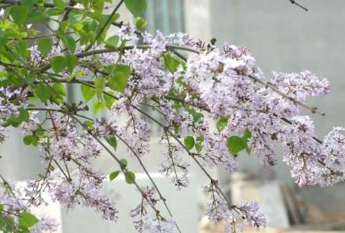 感恩老师五分钟演讲稿