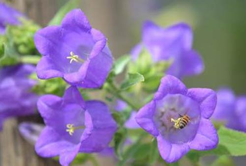 关于手机的演讲