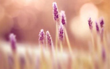 全脑快速阅读记忆法