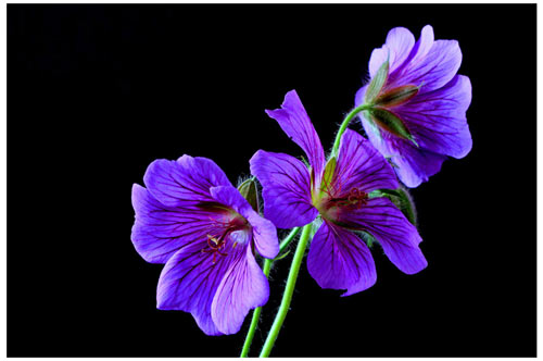 绩效管理意义和作用