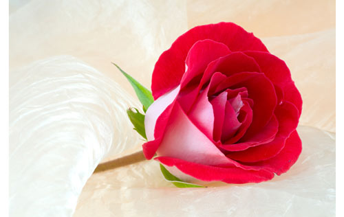 员工绩效评估分类