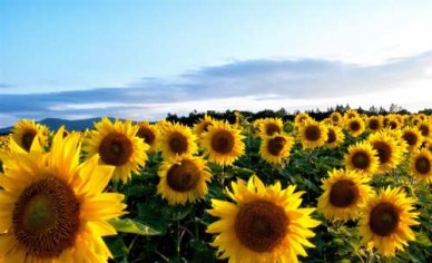 如何有效地背单词