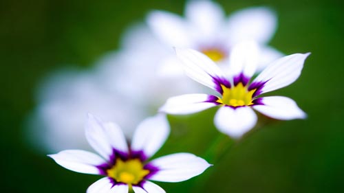 副科级竞聘演讲稿精彩范文