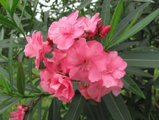 中国梦我的梦演讲稿高中生