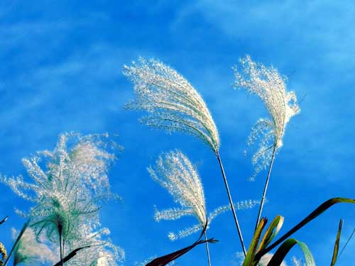 我的梦中国梦高中演讲稿