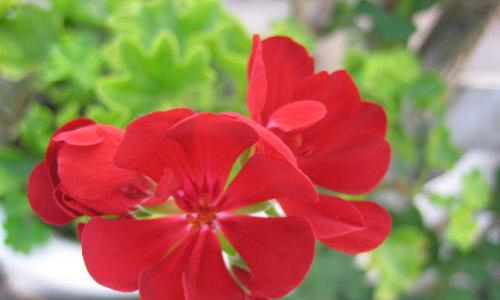 别样的暑假生活作文