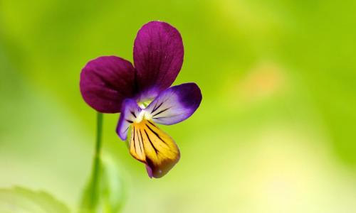 暑假的自由的作文