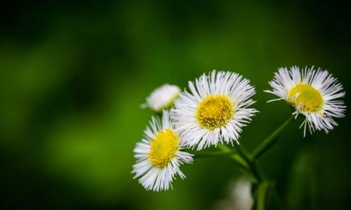 最美的田园风光作文