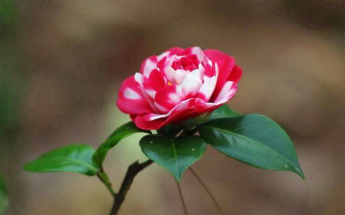 小学语文阅读教学的方法和策略