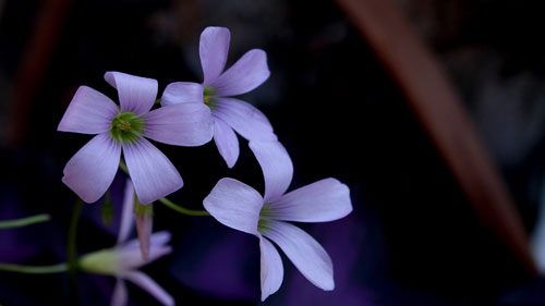 雅思口语常见单词