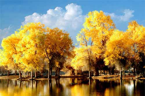 夏令营活动感想作文