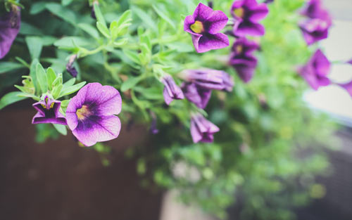 香港旅游作文600字