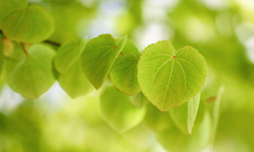 怎么让孩子快速的记单词