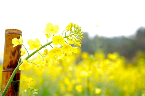 学生怎样记英语单词