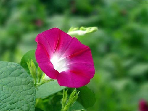 小学生教师节国旗下演讲稿