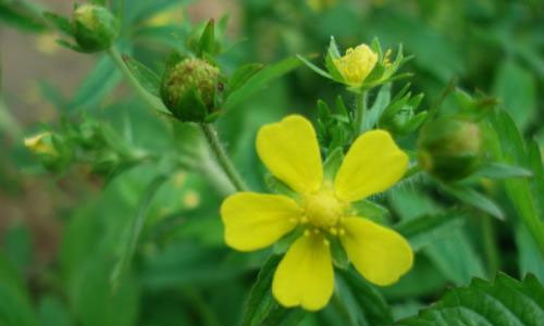 初中暑假生活作文