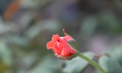 写乡村生活风情的作文