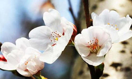 乡村慢生活作文