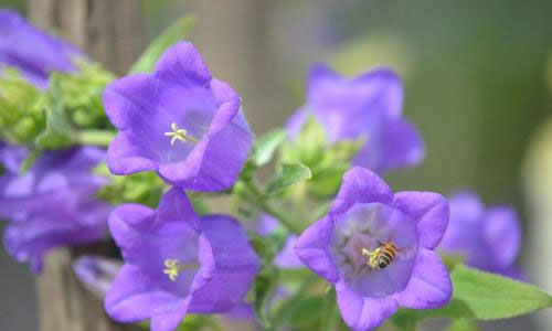 描写乡村儿童生活的作文