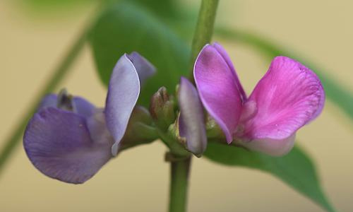 反映乡村生活的作文500字