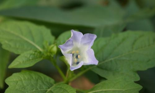 乡村生活一件有趣的事作文