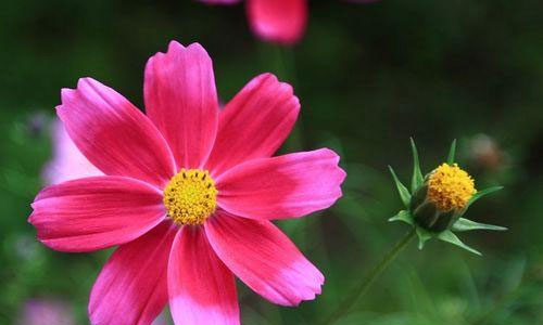 暑假做家务作文600字