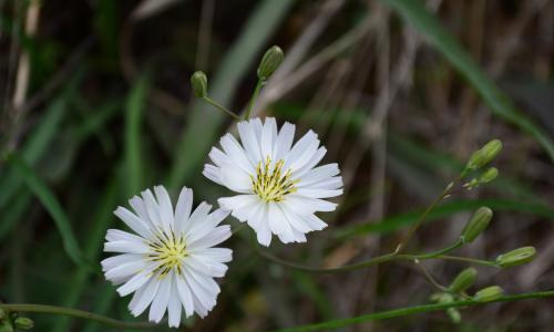 写放暑假的作文