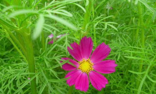 暑假劳动体会800字作文