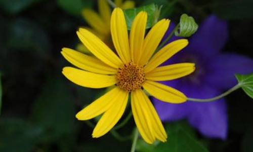 乡村生活写事作文500字