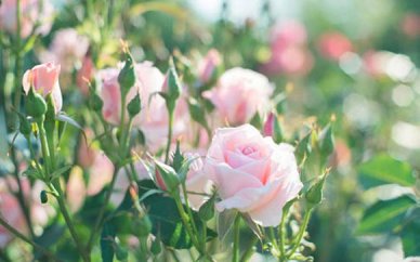 西班牙语颤音怎么练