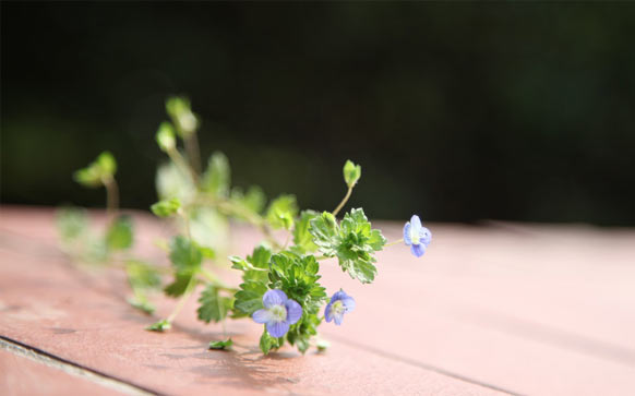 西语再见怎么说