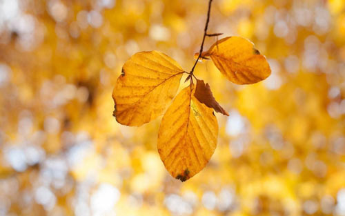 如何训练磁性声音