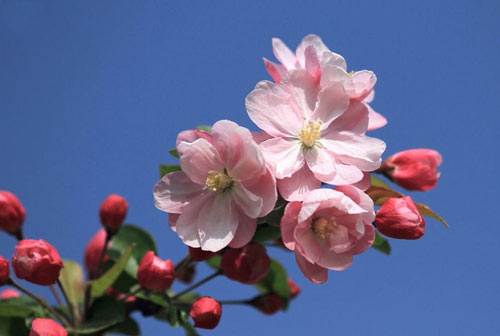 会计考研复试自我介绍