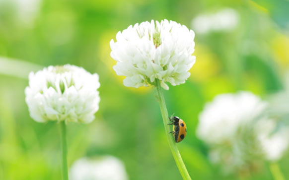 喜的成语有哪些