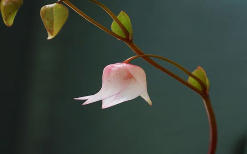 日语怎么说你好