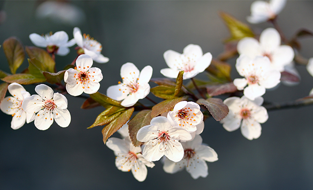 《春天到了》小学生650字作文