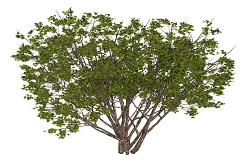 3dmax树怎么做_3dmax怎么用代理做树木