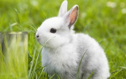 英语描写小白兔的作文