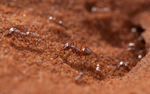 描写蚂蚁的英语作文