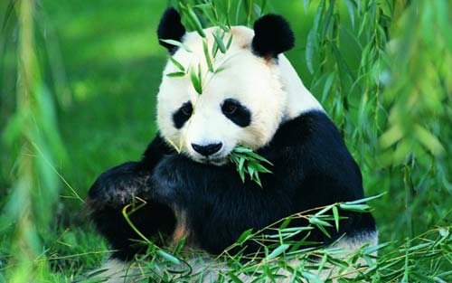 写熊猫处在濒危中的英语作文