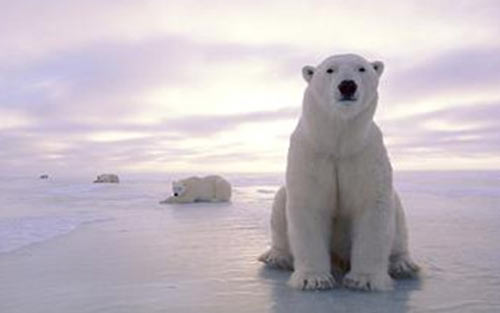 写濒临危机动物的英语作文北极熊