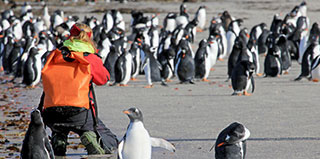 澳洲企鹅岛探索自然户外夏令营