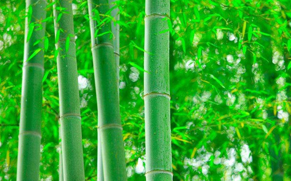 竹子,一个全身绿色的植物,有着笔直的身材,结实的竹节,尖尖的叶子