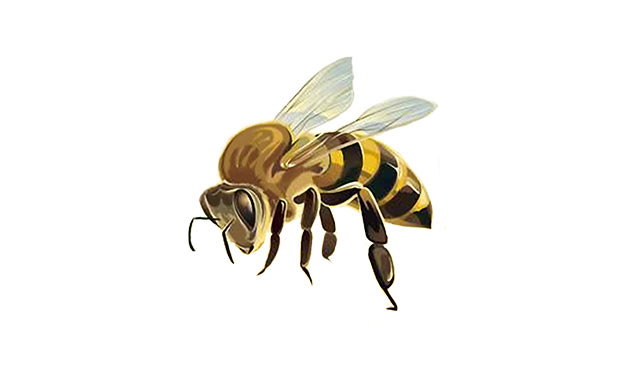 蜜蜂的发声原理是什么