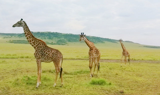 非洲热带野生动物考察营注意事项