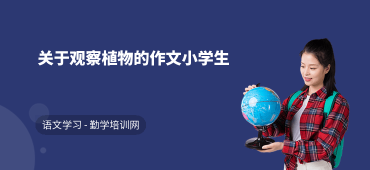 關于觀察植物的作文小學生