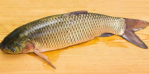 草魚