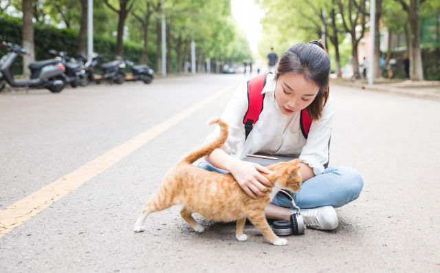 專業(yè)泰迪犬訓(xùn)練寶典